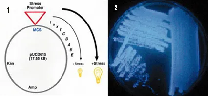 Image of chart from Vollmer research
