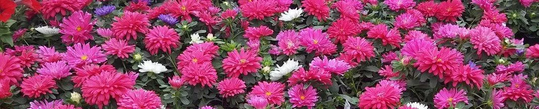 Pink Mums