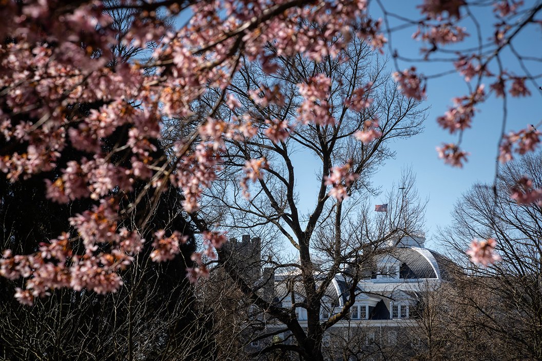 Pink blossoms in foreground with dome of Parrish Hall in background