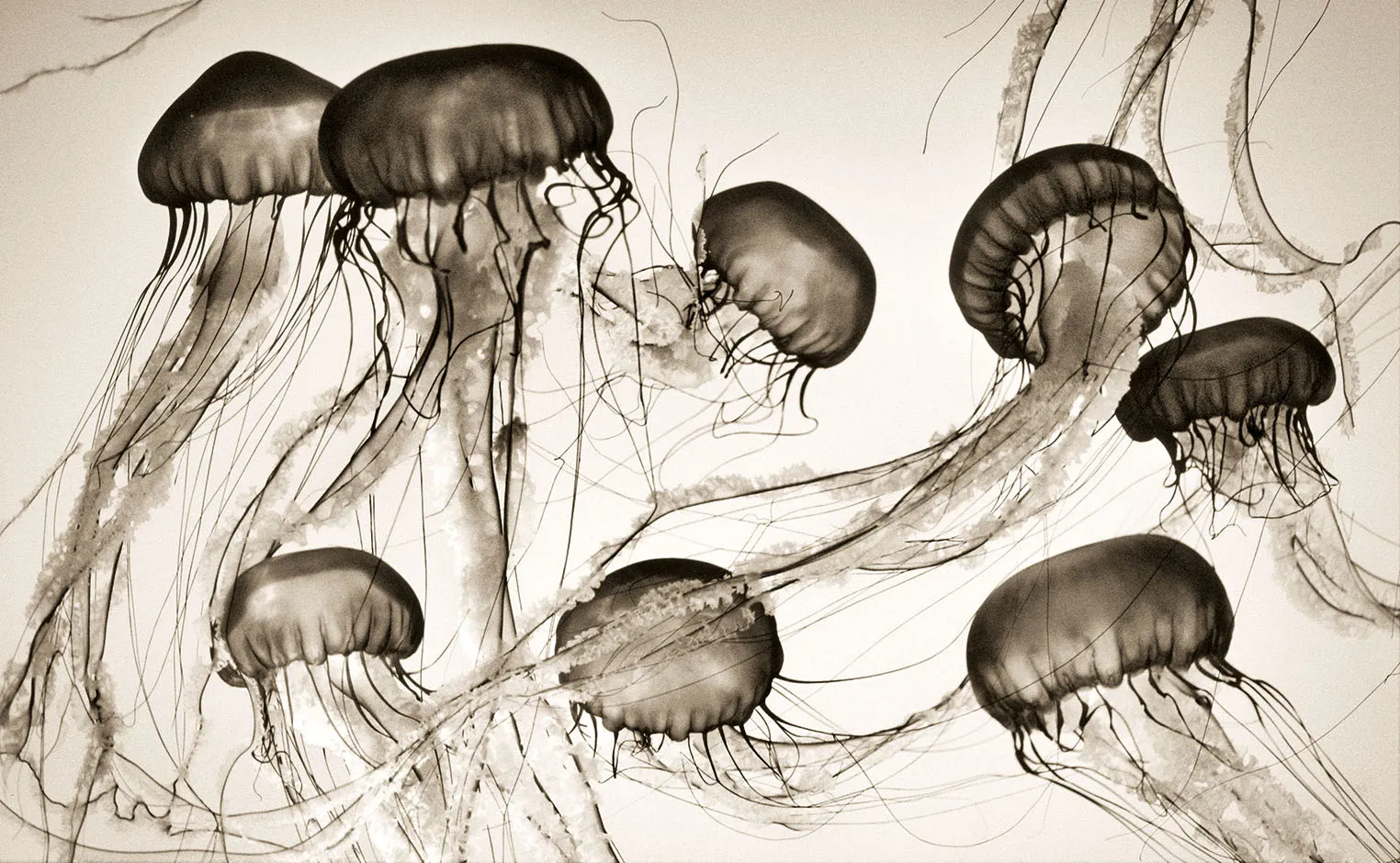 Sea Nettles
