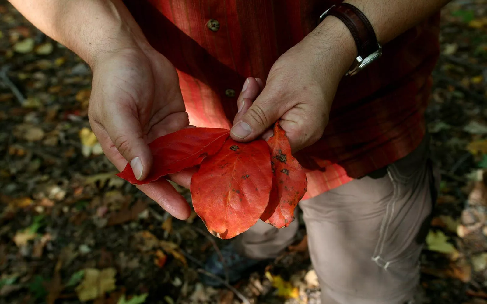 examining the flora at Crum Woods