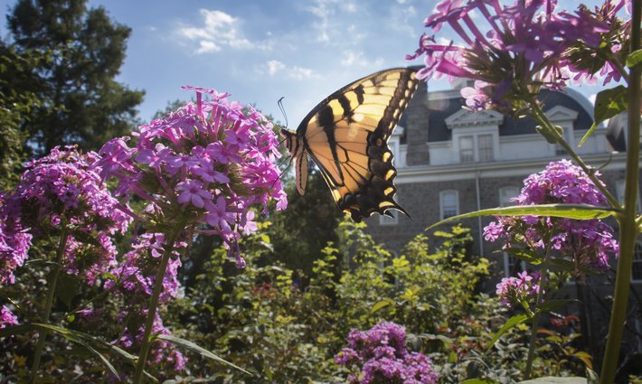 Butterfly in garden near Parrish Hall