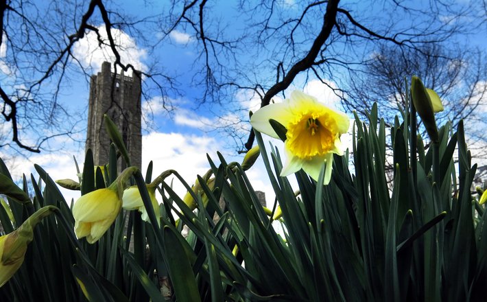 Daffodills bloom in front of the bell tower