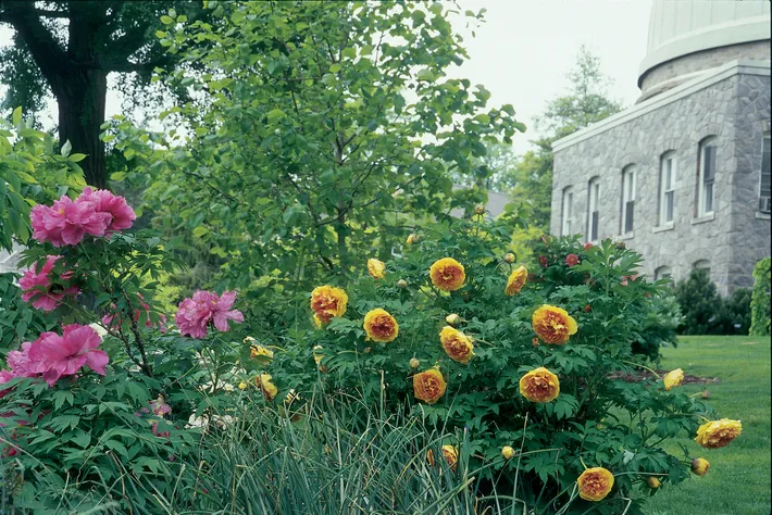 Flowers near Sproul Observatory