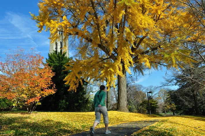 Student walking under yellow ginkgo tree