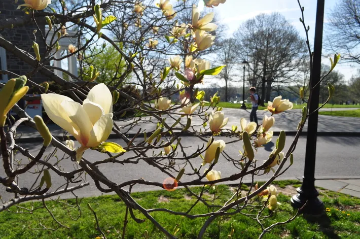 Yellow magnolia flowers