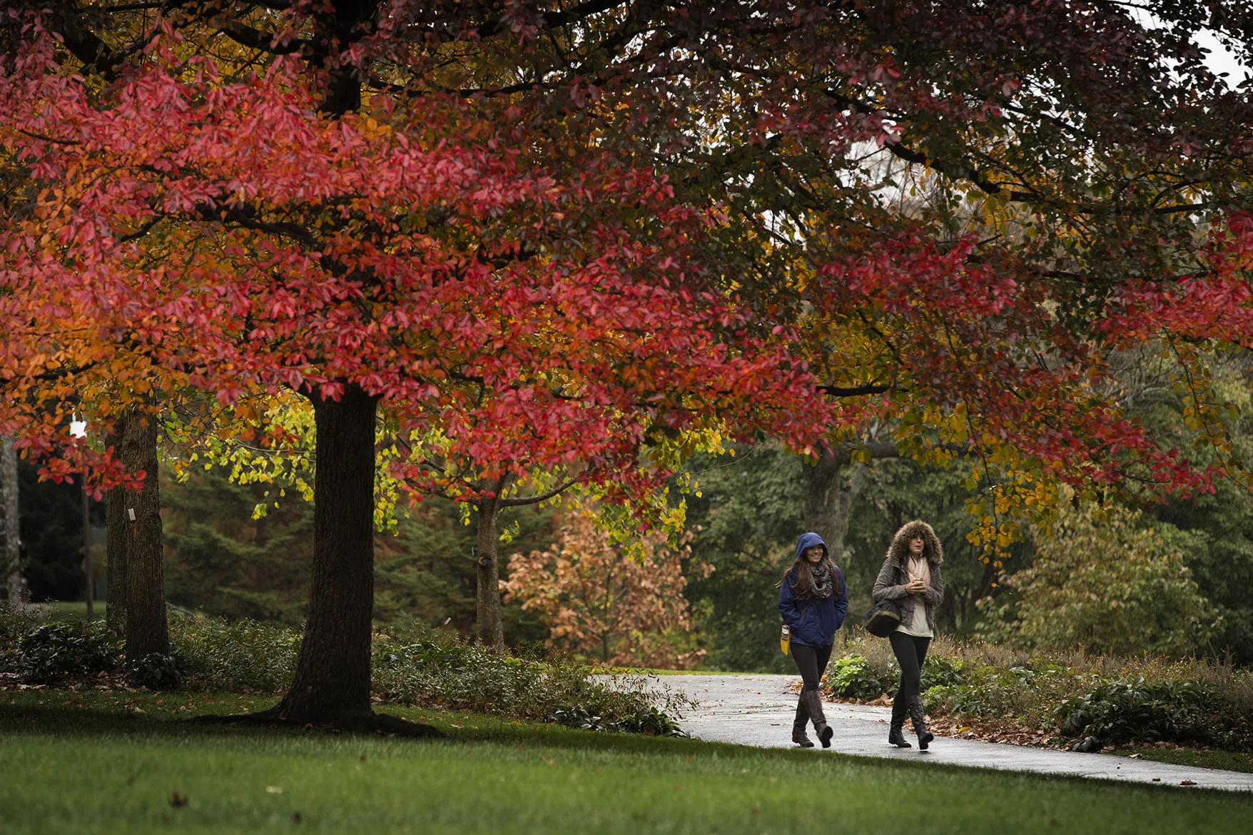 fall colors on campus