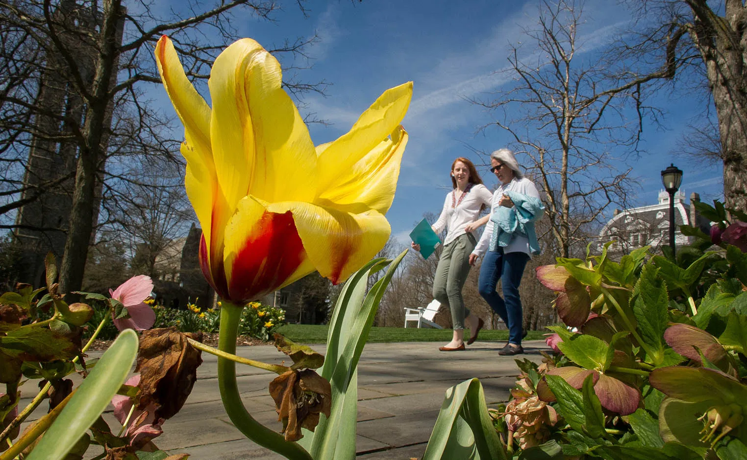 yellow flower in the foreground with people walking in the background