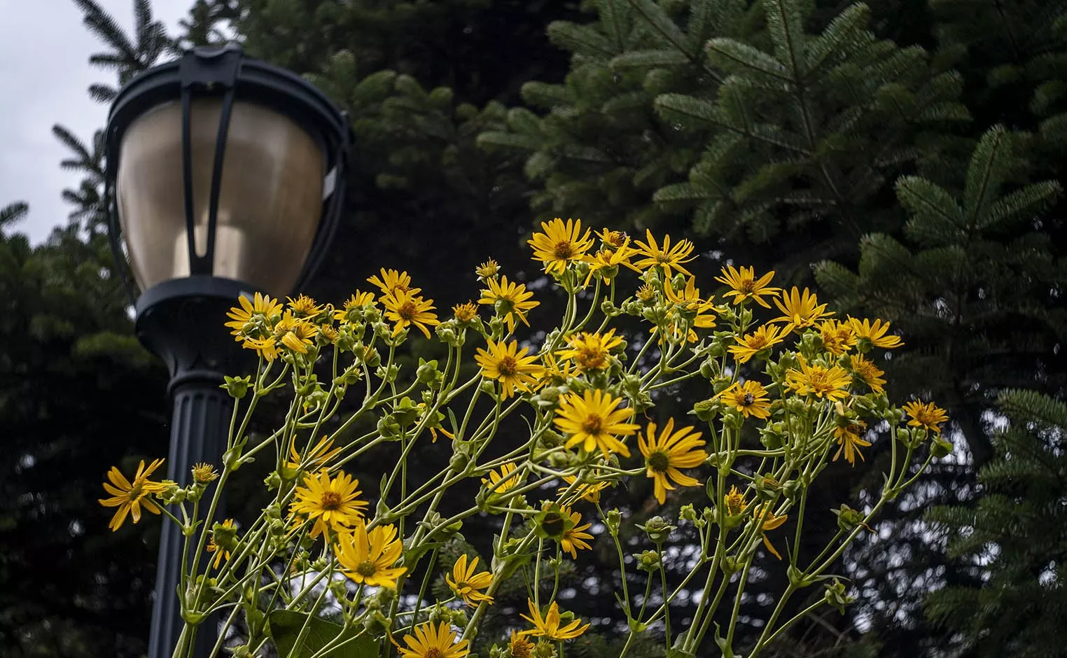 flowers and lamp