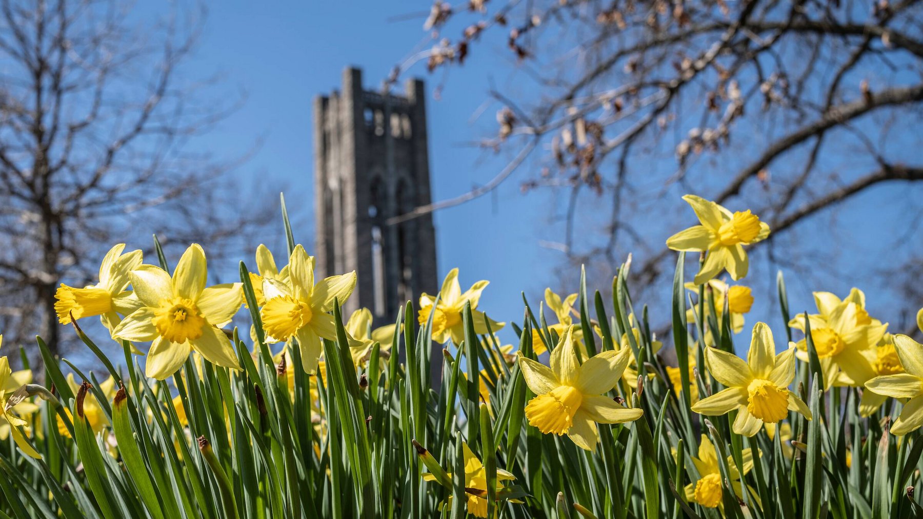 Clothier bell tower as seen from Parrish lawn, with daffodils in the foreground