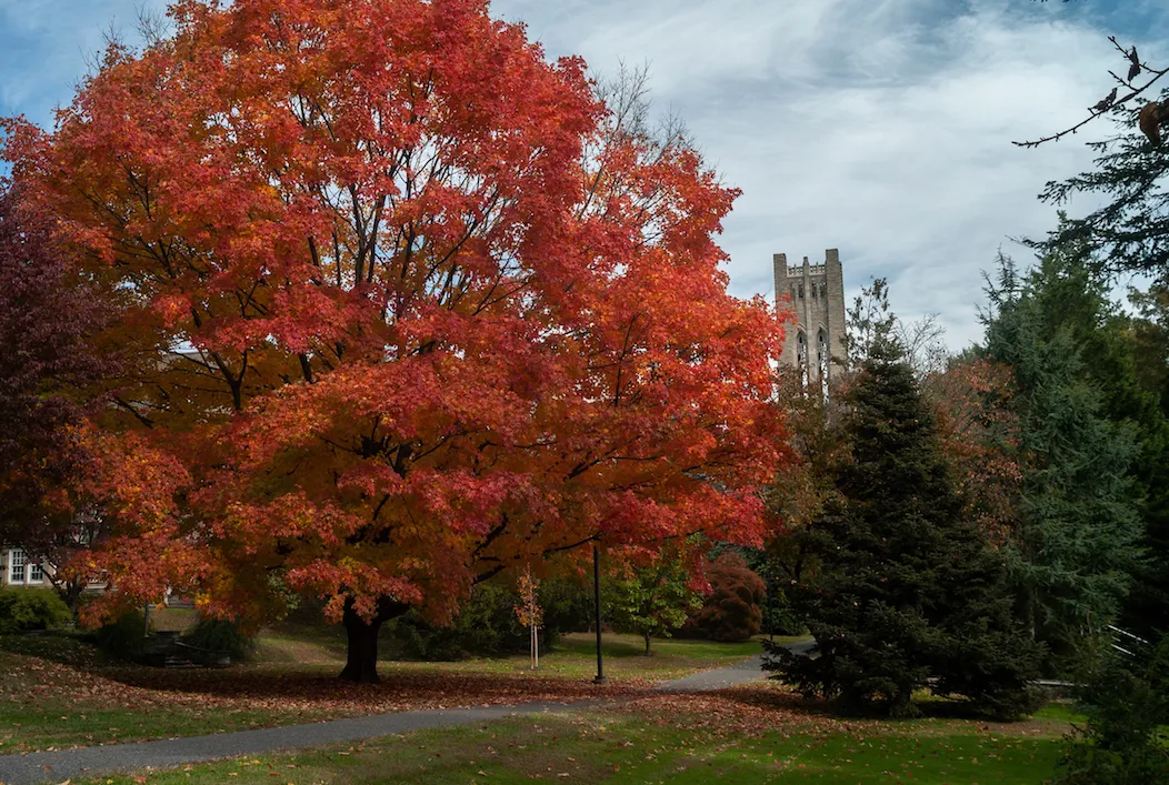 fall tree