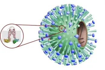 Cartoon of M2 protein as part of the influenza A viral coat