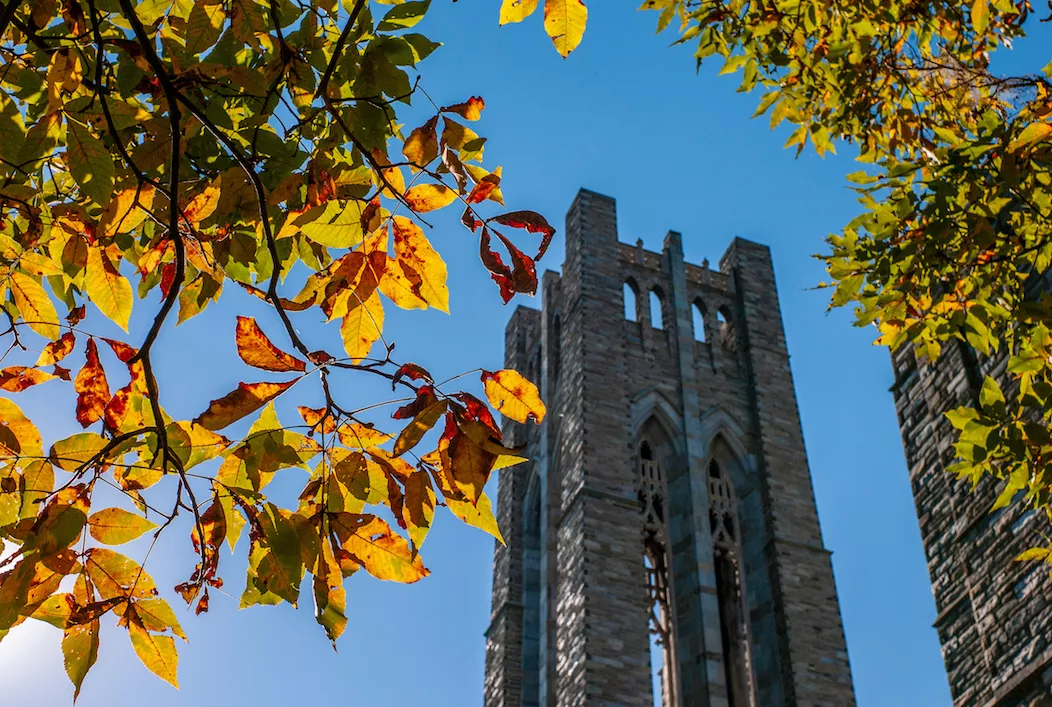 fall tree
