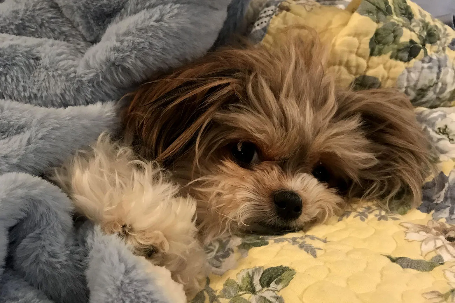 dog under blanket