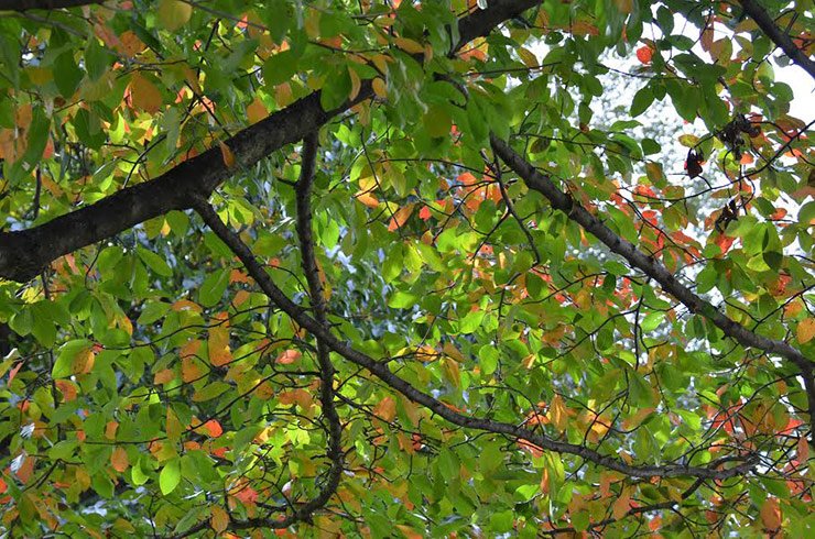 Leaves changing colors at the beginning of the fall.