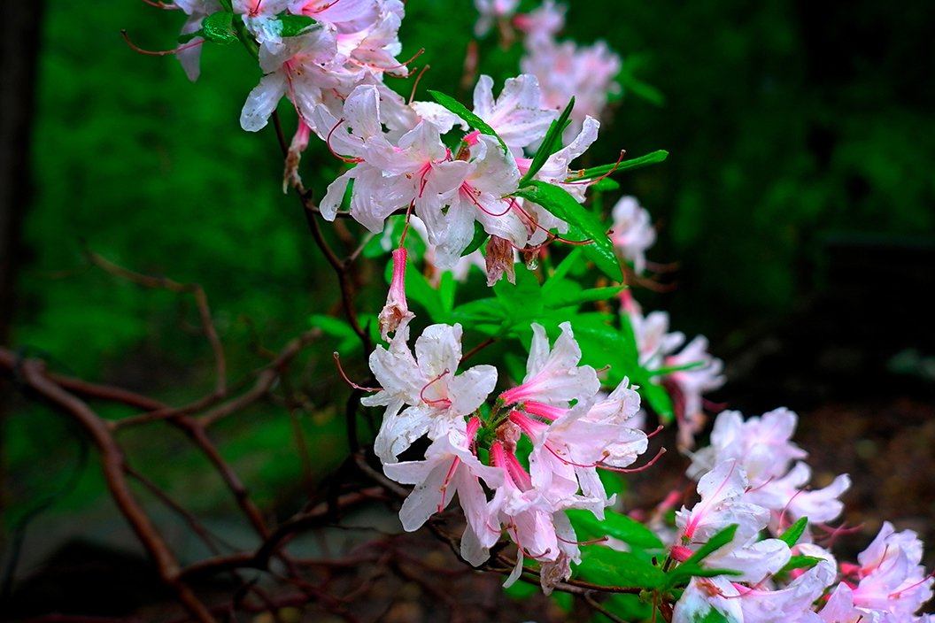 Pink and white flowers bloom on branch