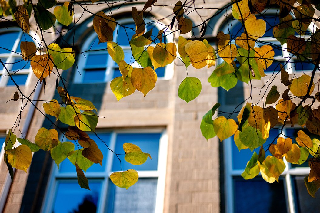 Fall leaves change color in front of beige building in background