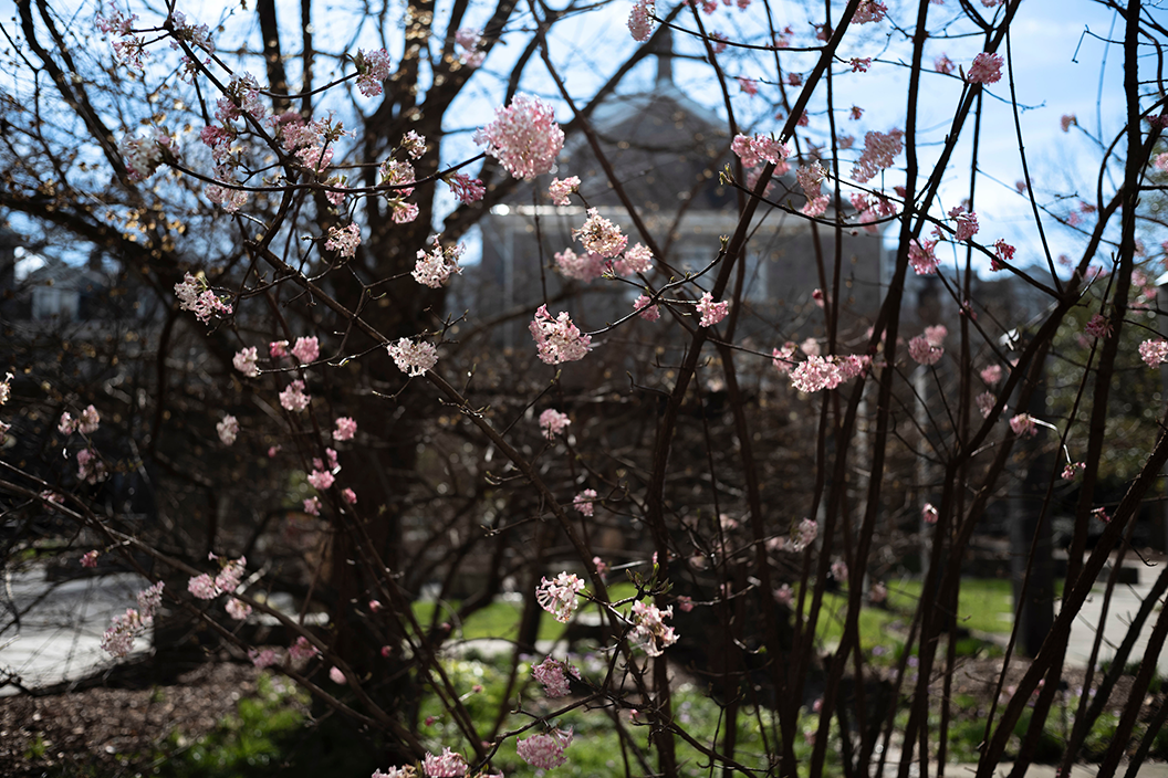 Parrish Hall behind blooming trees