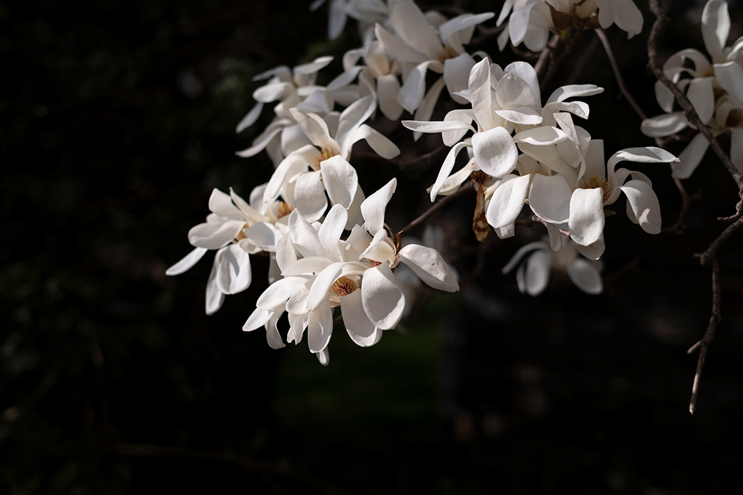 Magnolias blooming