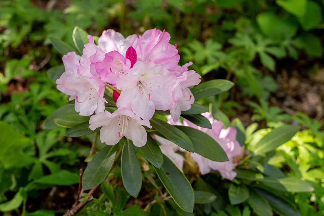 Pink rhododendron blooms in shade