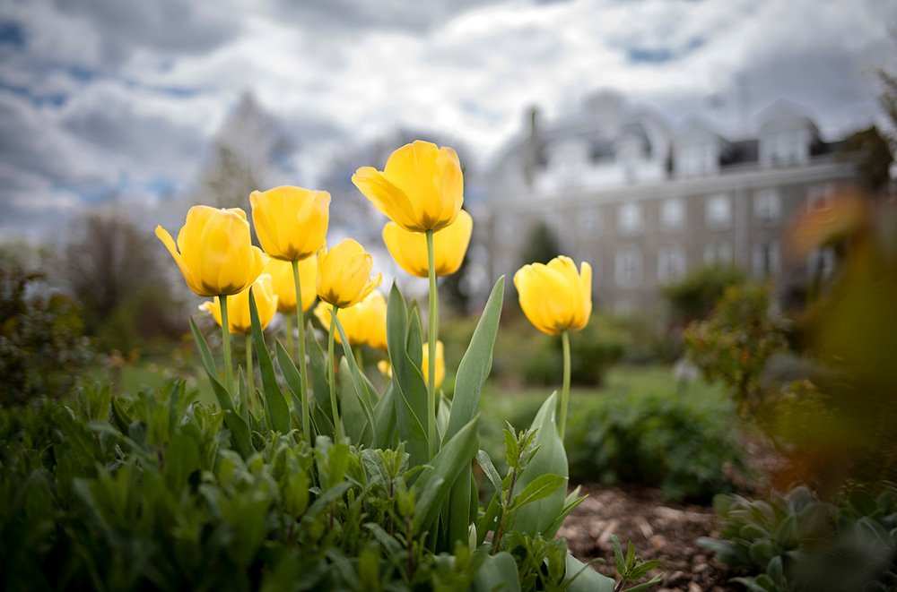 Yellow flowers bloom in front of Parrish Hall
