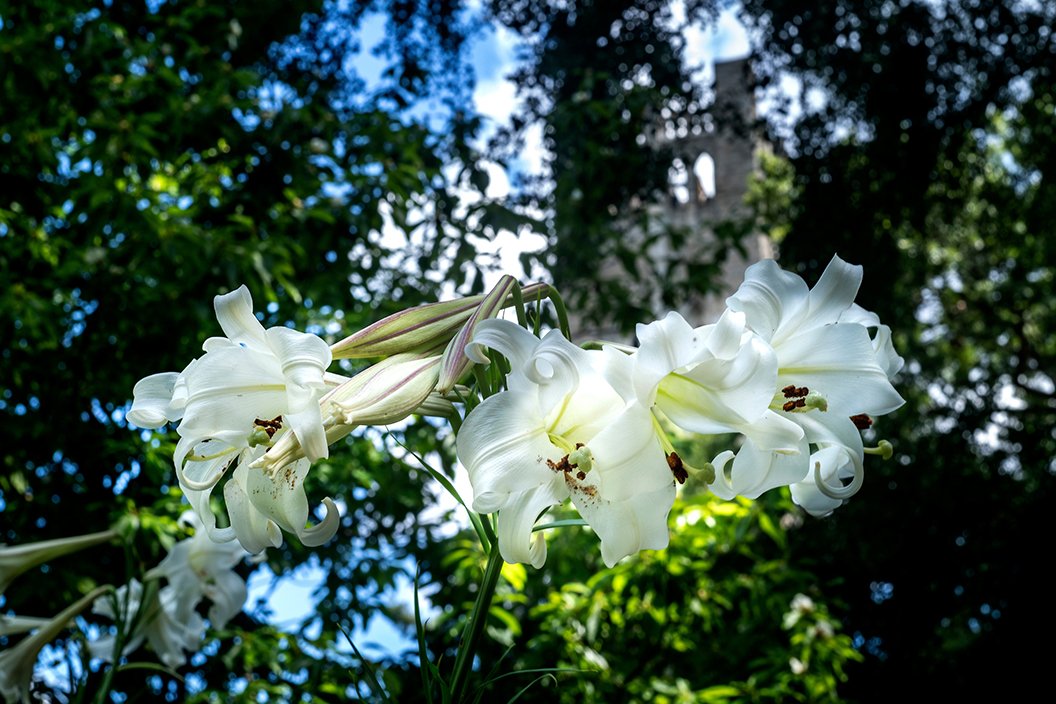 White flowers in foreground with Clothier bell tower obscured in the background
