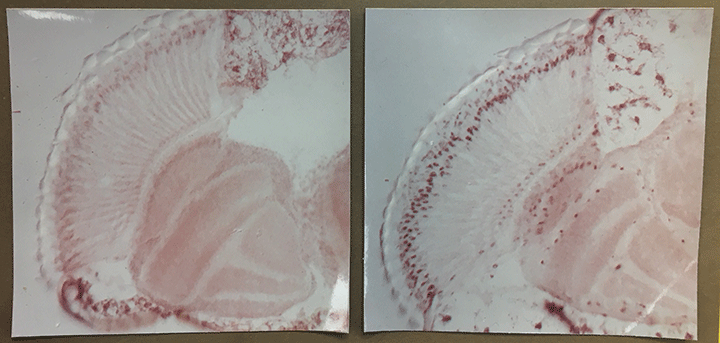 Side-by-side photos show the inside of fruit fly brains at two different times of day