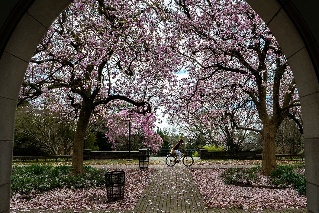 Trees blooming in Wharton courtyard