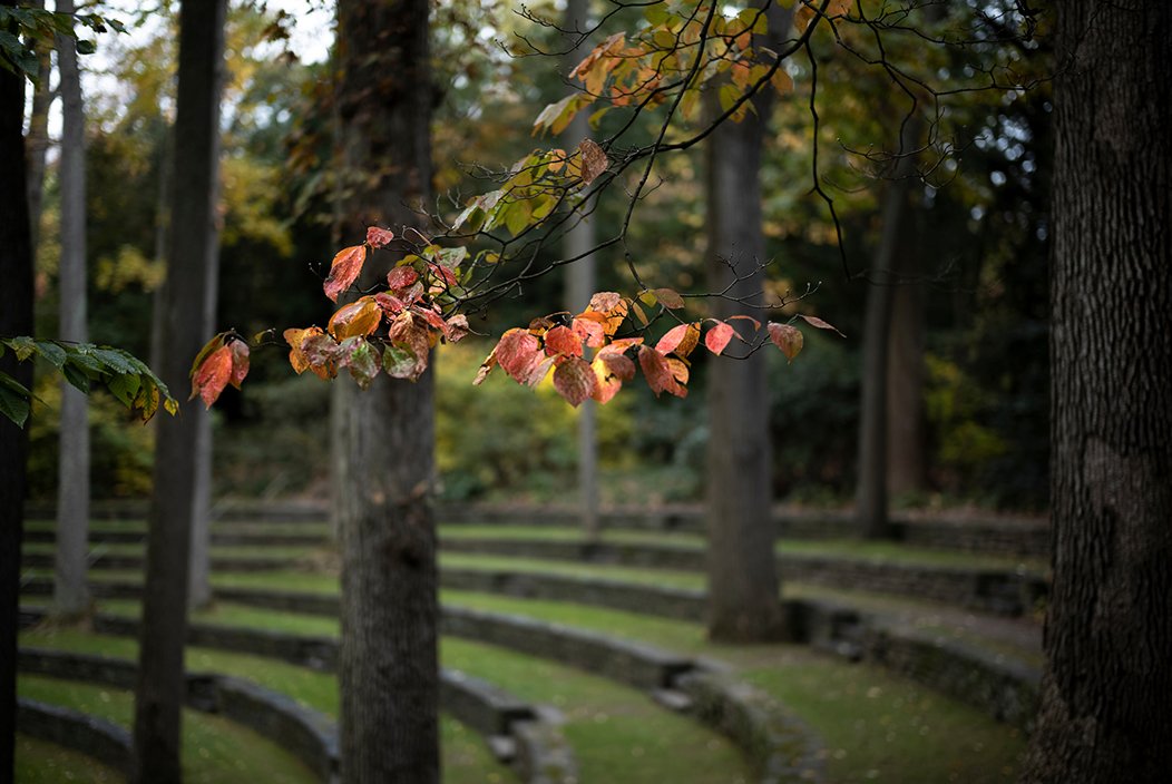 Tress in outdoor amphitheater in fall.