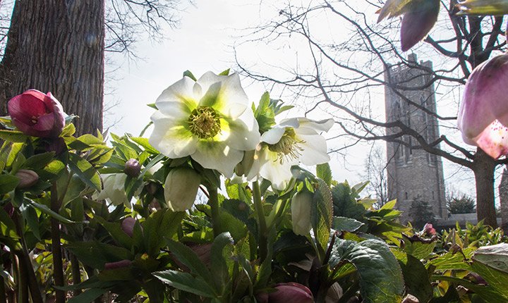 Flowers sprouting on Swarthmore's campus