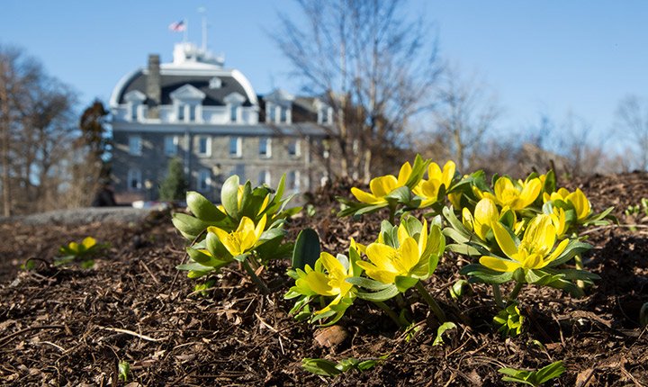 Flowers sprouting on Swarthmore's campus