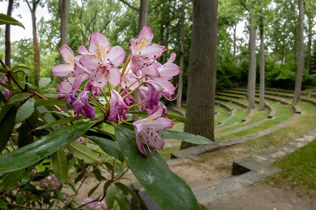 Purple flowers in foreground with scott outdoor amphitheater in background