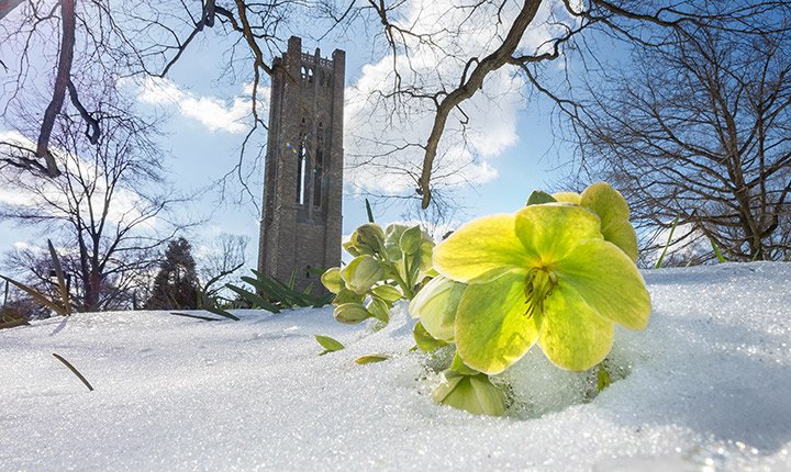 A flower peeks through the snow in front of Clothier Tower