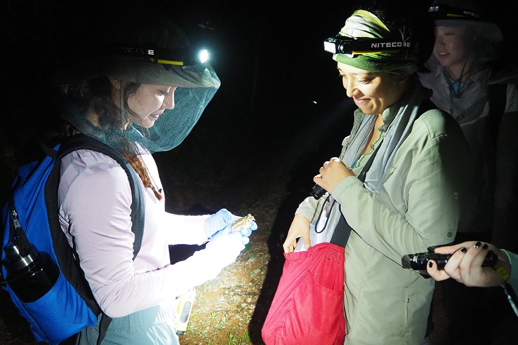 Two people wearing headlamps in dark examine frog