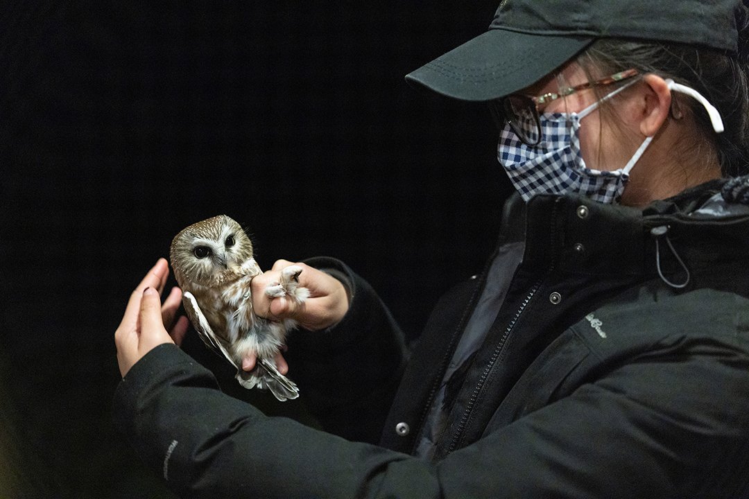 Person wearing mask holds owl at night
