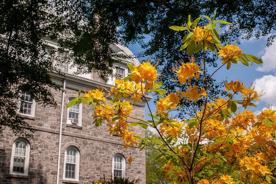 Yellow flowers in foreground in front of Parrish Hall in background.
