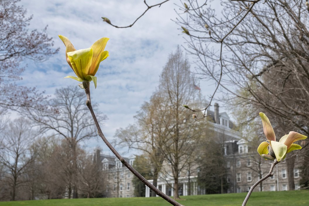 Yellow flower blooms in foreground in front of Parrish Hall in background.