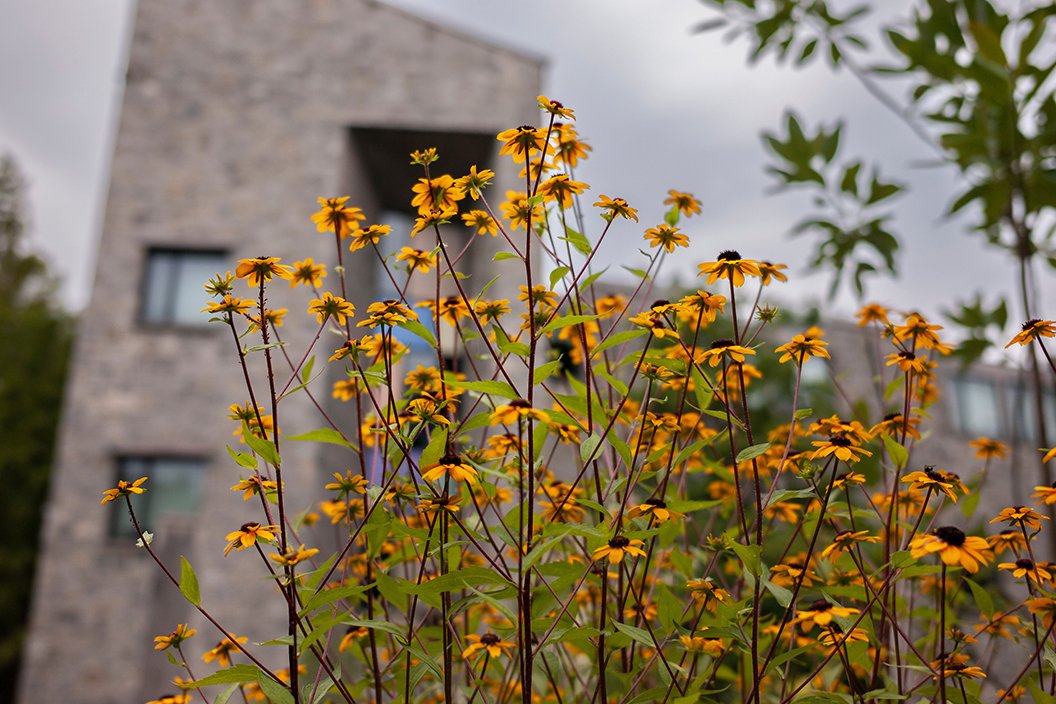 Yellow flowers bloom in front of Kohlberg Hall