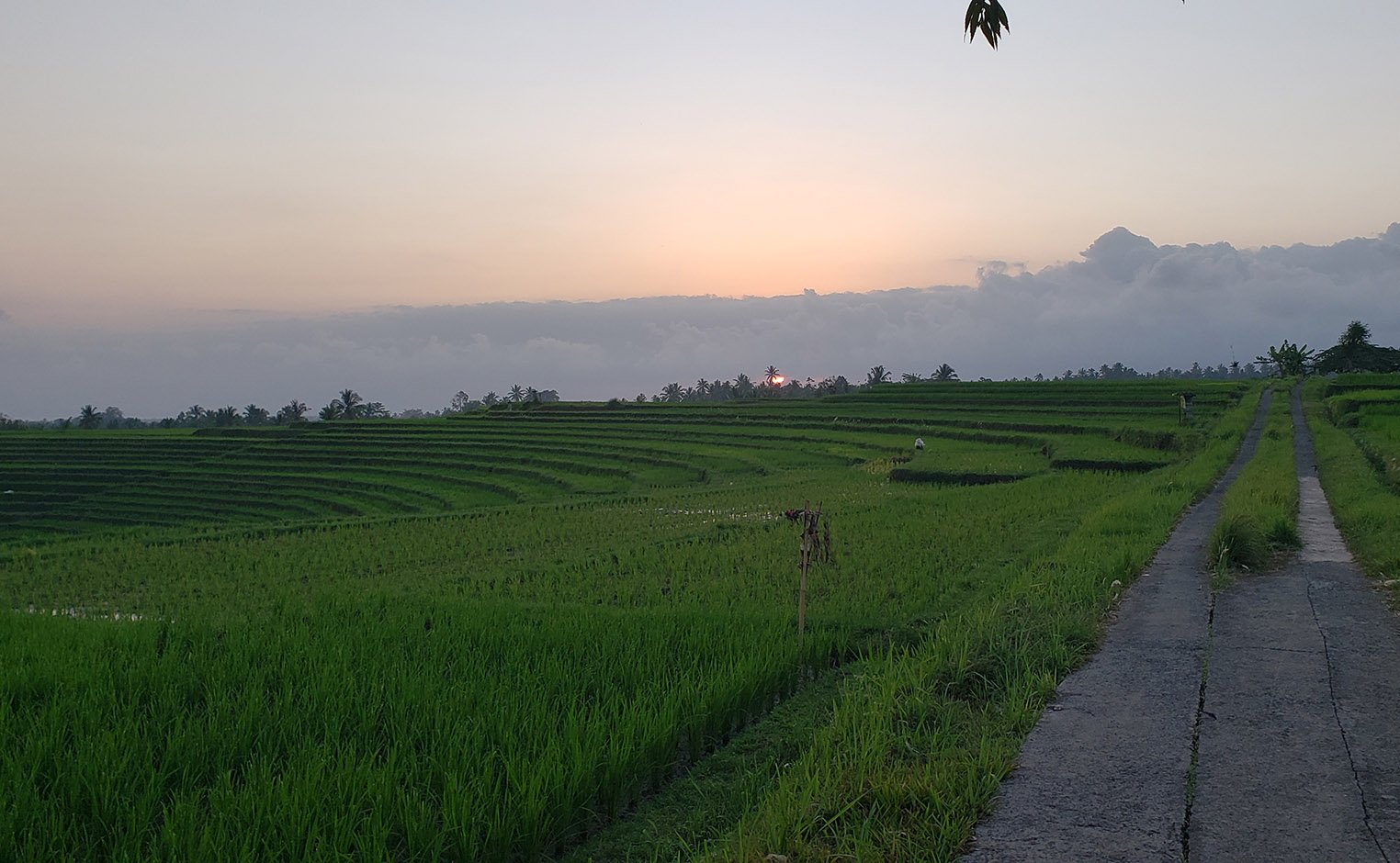 field in Indonesia with sunset