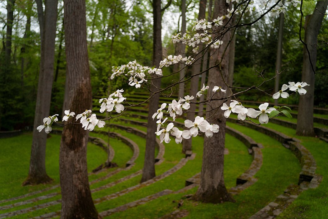Flowers on foreground with amphitheater in background