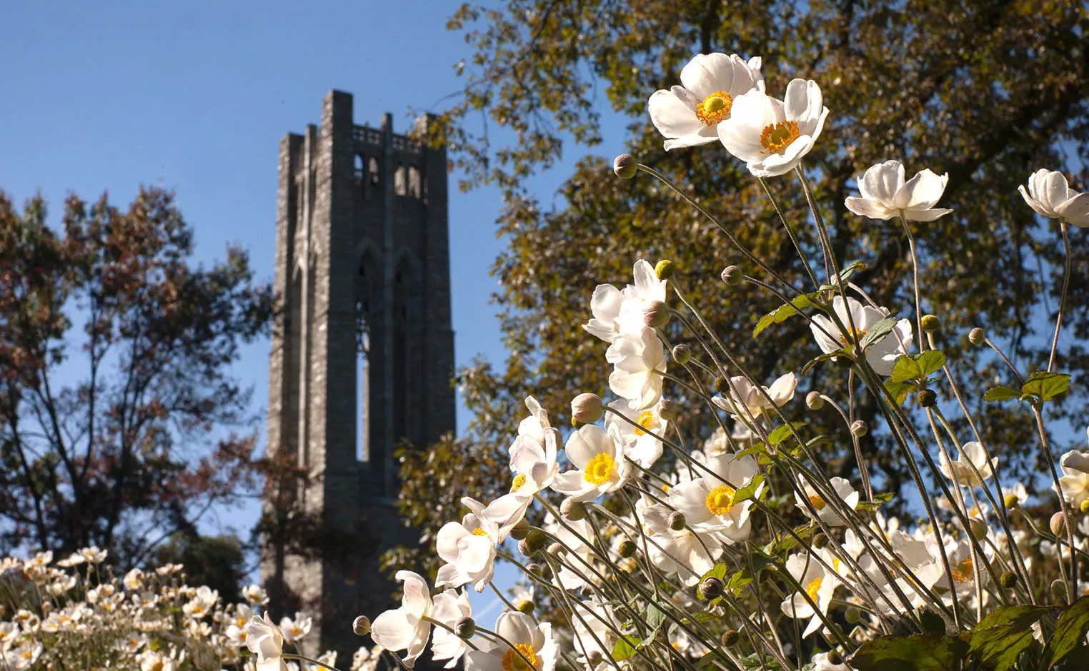 Clothier Tower in the Spring