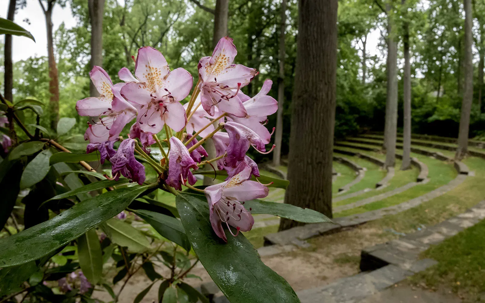 flower in ampitheater