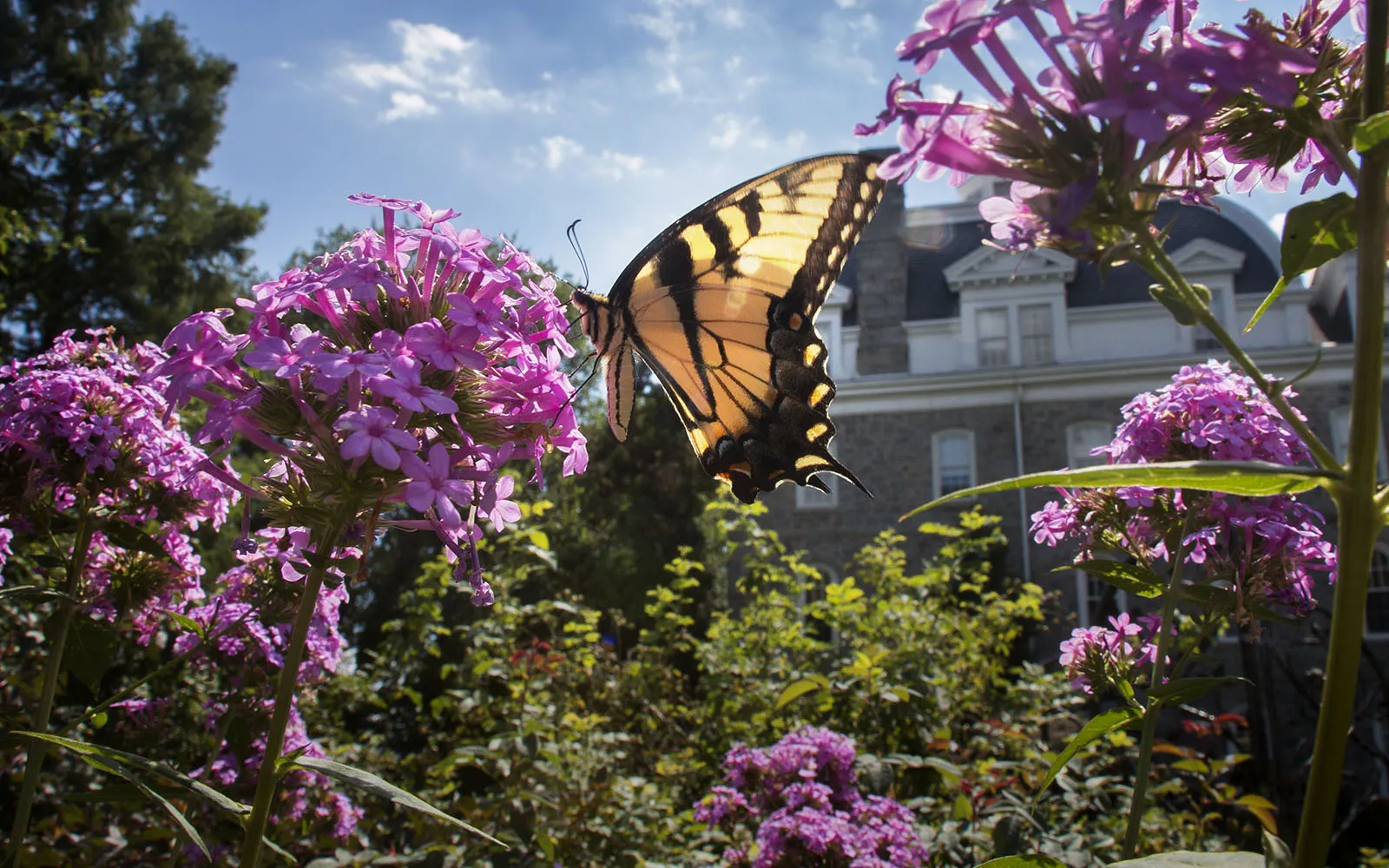 Butterfly on flower in front of Parrish hall