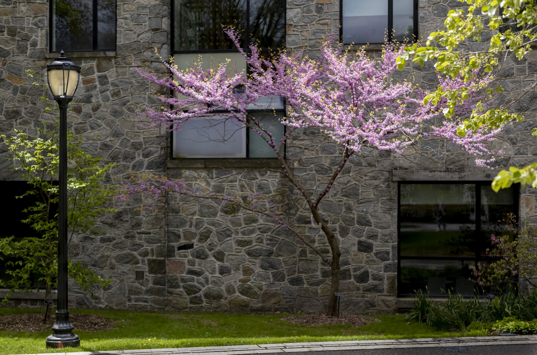 Tree blooming on campus in Spring