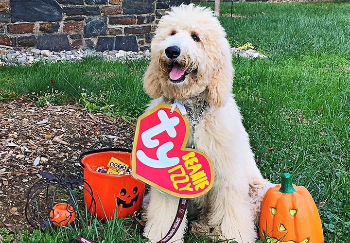 Therapy dog dressed as Beanie Baby for Halloween