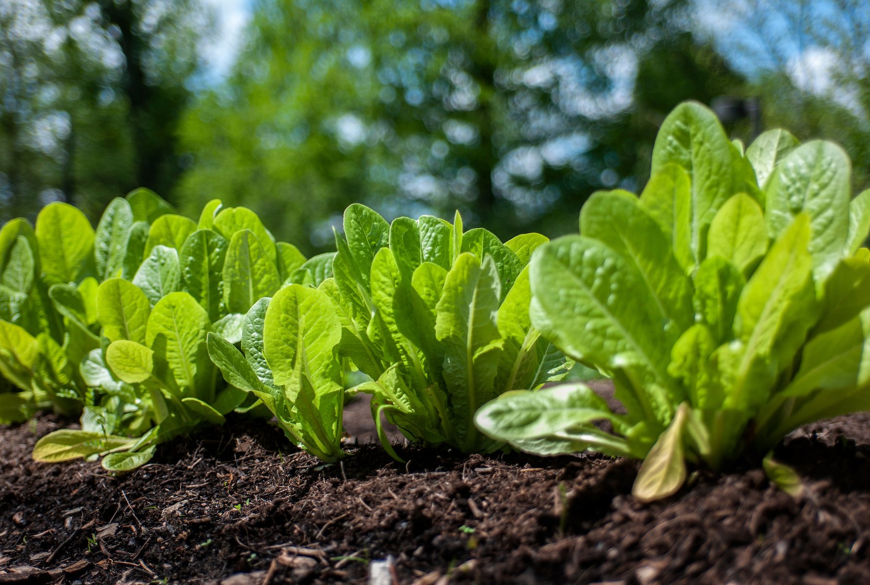Lettuce planted by students in the Our Food class garden outside of Sharples Dining Hall. 