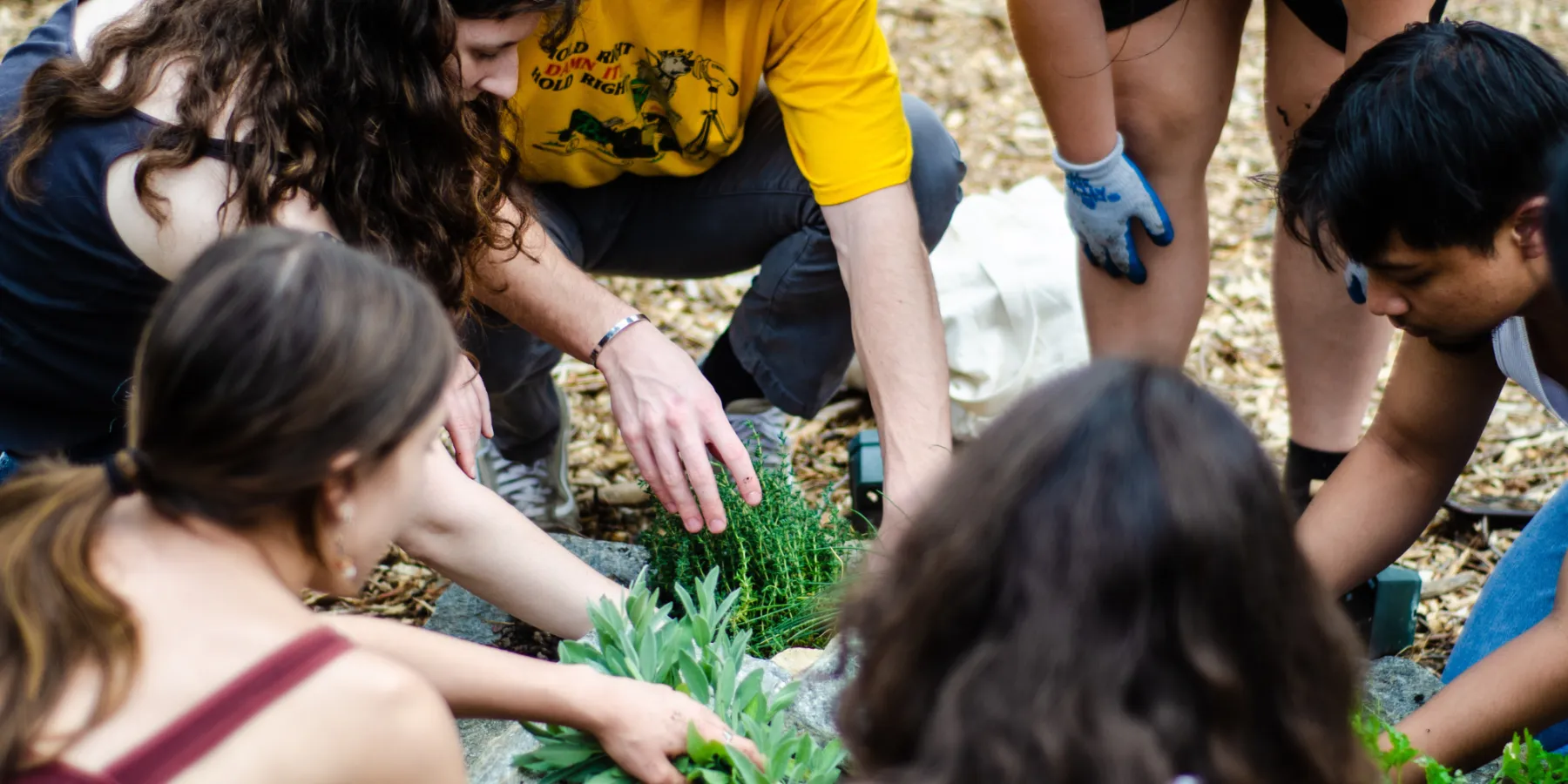 Image of students planting herbs at the Garden Collective