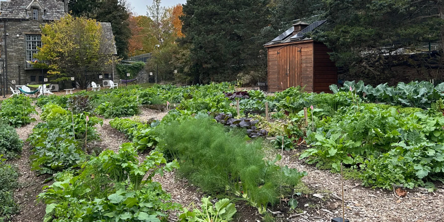 Photo of the Garden Collective with lush green crops growing
