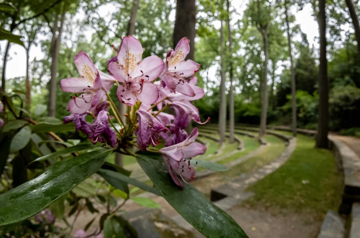 flowers bloom in scott ampitheatre