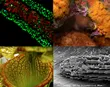 A collage of four images which won the Robert Savage Image award. 
